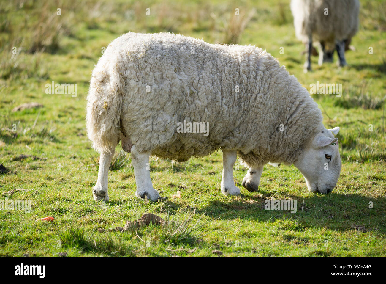 Moutons vus sur la nouvelle Scottish Tourist 200 route, Stirlingshire, Royaume-Uni. Crédit : Colin Fisher/Alay Live News. Banque D'Images