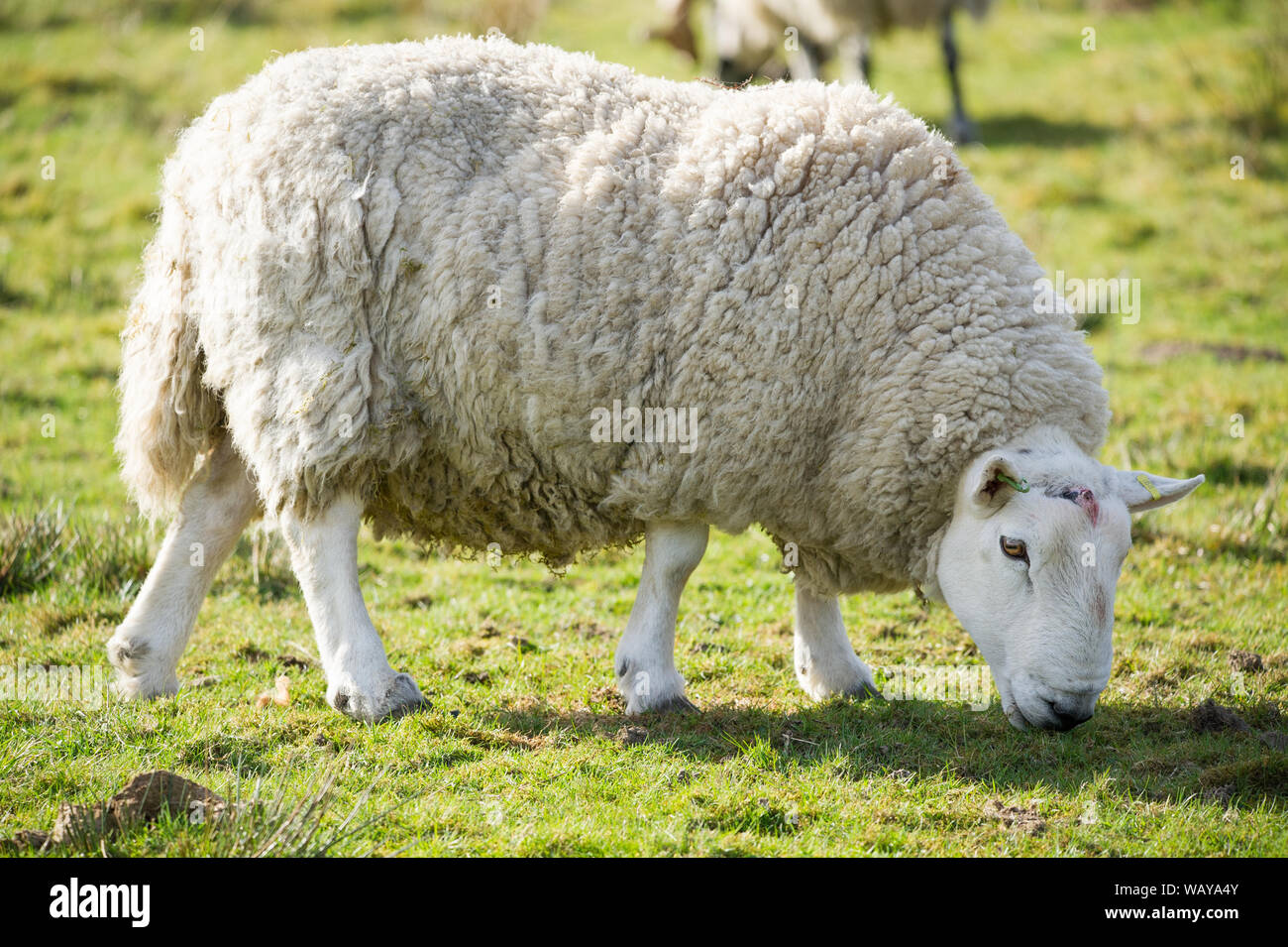 Moutons vus sur la nouvelle Scottish Tourist 200 route, Stirlingshire, Royaume-Uni. Crédit : Colin Fisher/Alay Live News. Banque D'Images