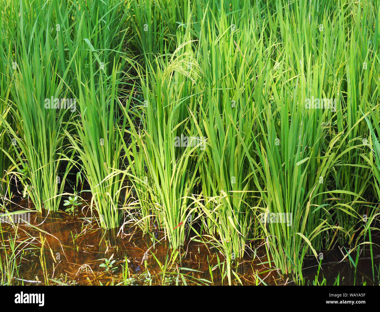 Riz, Oryza sativa, le Cambodge, l'Asie Banque D'Images