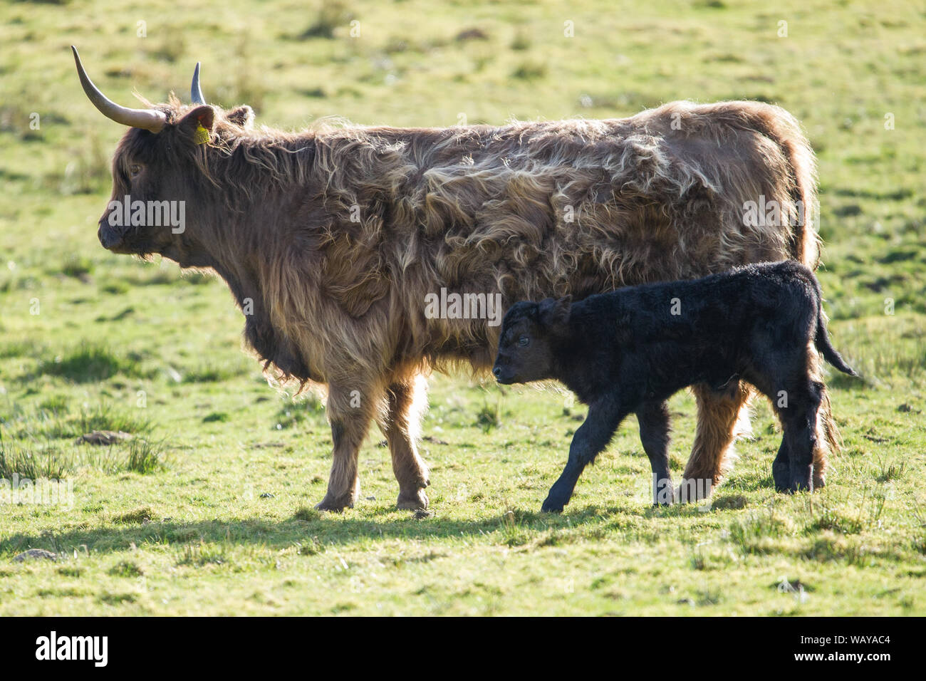 Une mère Highland Cow a vu tend à son nouveau veau né. Crédit : Colin Fisher/Alay Live News. Banque D'Images