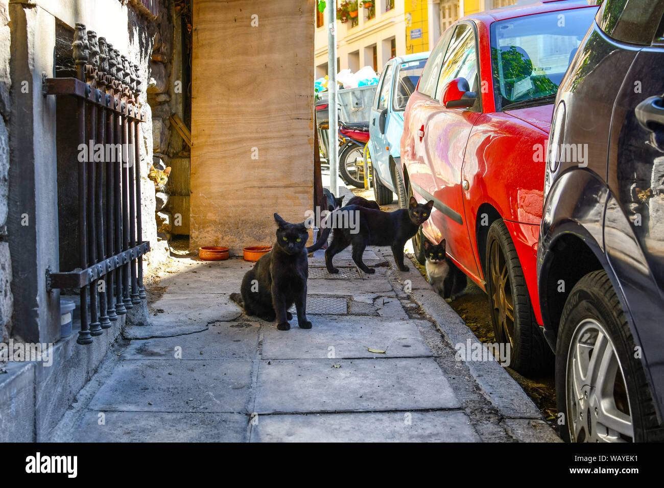 Un groupe de chats sort d'une attente dans un mur sur un trottoir dans la région de Plaka d'Athènes, Grèce. Banque D'Images