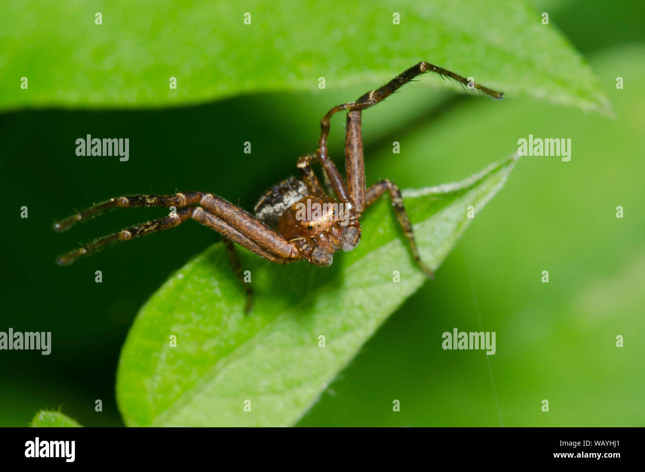 Crabe araignée, Xysticus sol sp., homme Banque D'Images