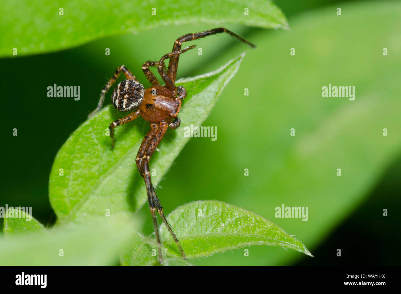 Crabe araignée, Xysticus sol sp., homme Banque D'Images