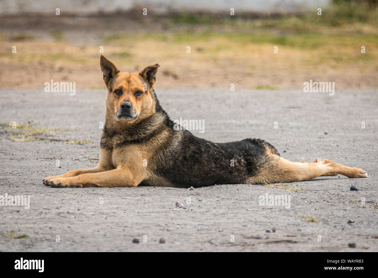 26 août, 2019 Chien International est 24. Voici un chien essayant de battre la chaleur Banque D'Images