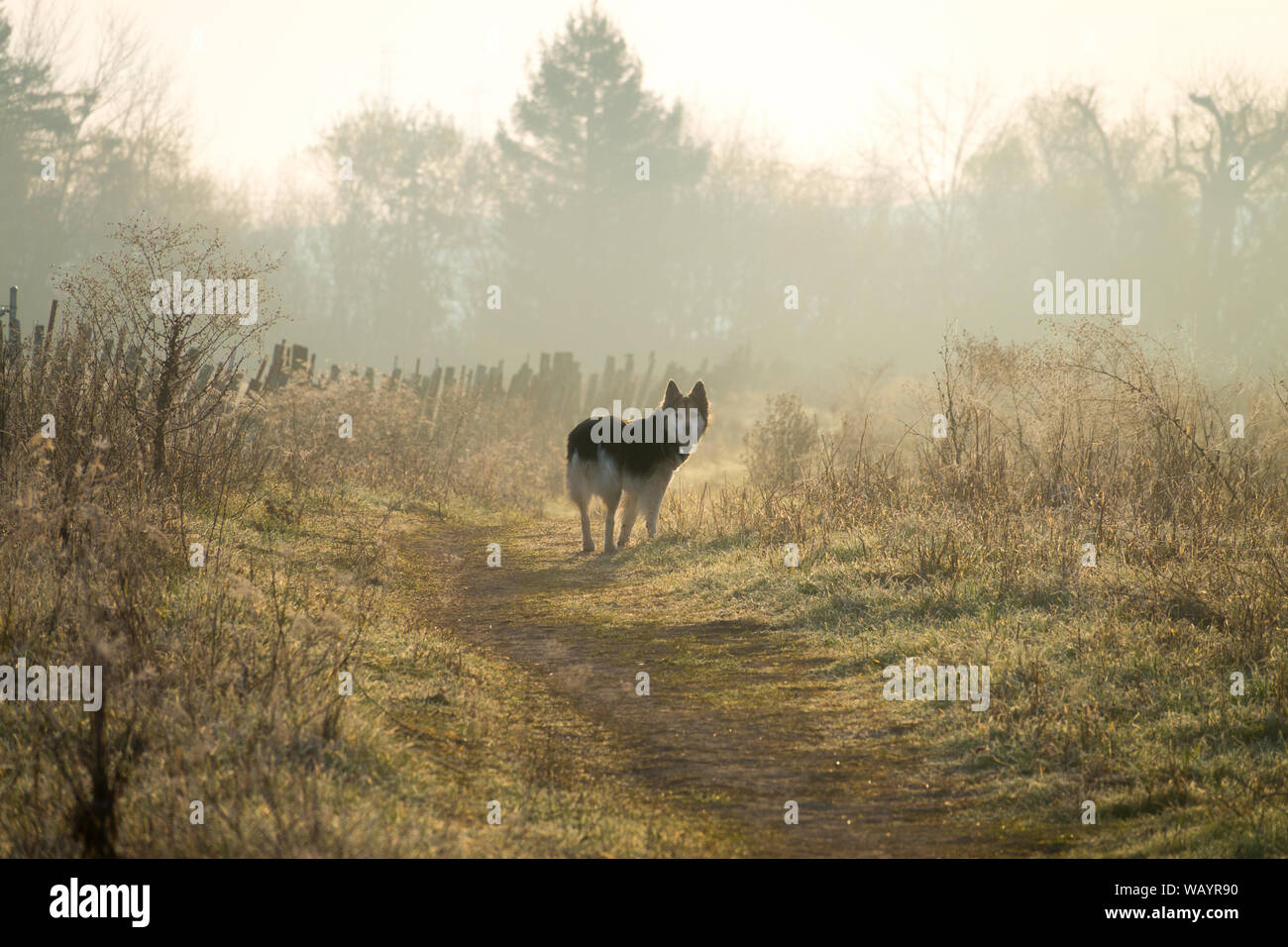 26 août, 2019 Chien International est 24. Ce chien est de prendre une matinée de marche et à la recherche de retour à son propriétaire. Banque D'Images