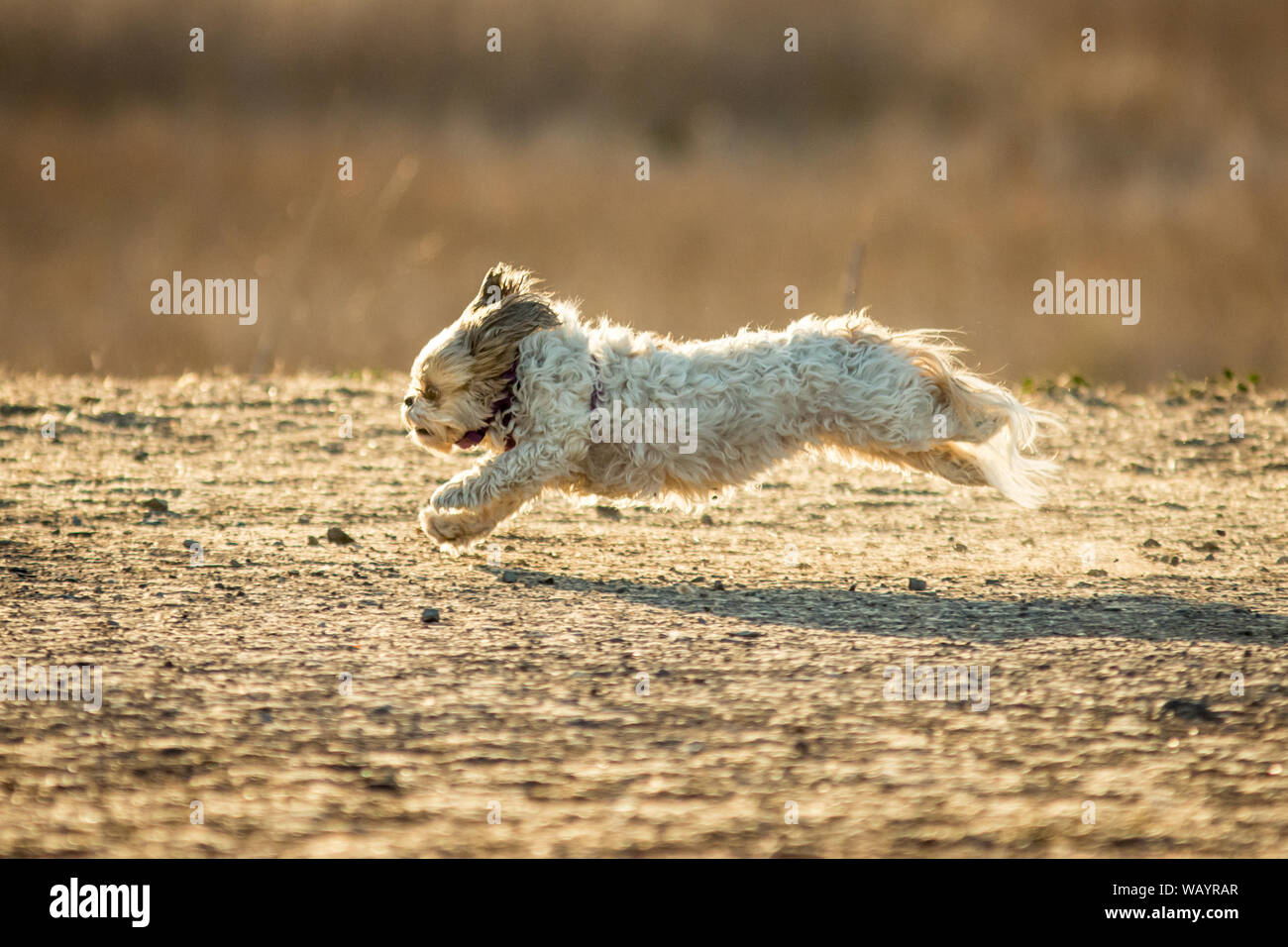 26 août 2019, est International Dog Day. Voici un shih tzu d'exécution difficile. Banque D'Images
