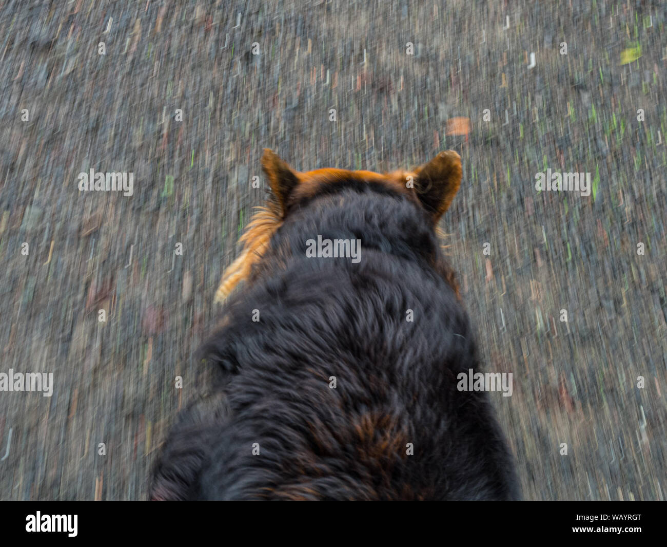26 août, 2019 Chien International est 24. Voici un chien de prendre une marche. Banque D'Images