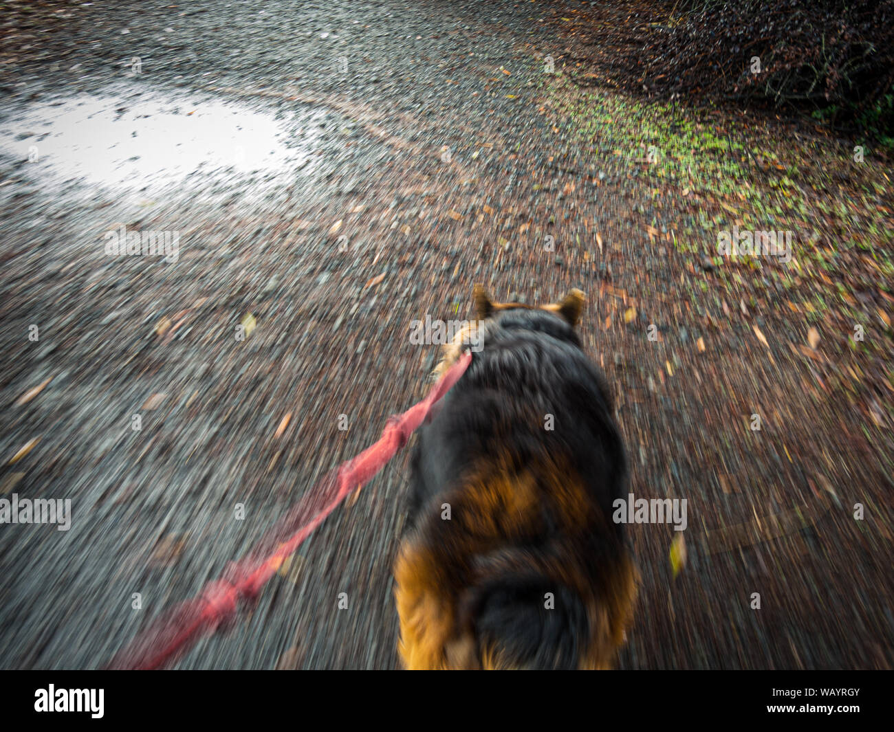26 août 2019, est International Dog Day. Voici un chien de prendre une marche. Banque D'Images