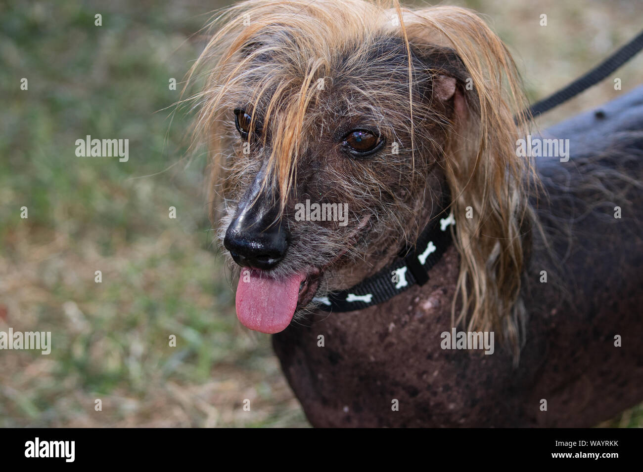 26 août, 2019 Chien International est 24. L'on voit ici est un Himisaboo Chinois à Crête, glabres et mix Teckel Banque D'Images
