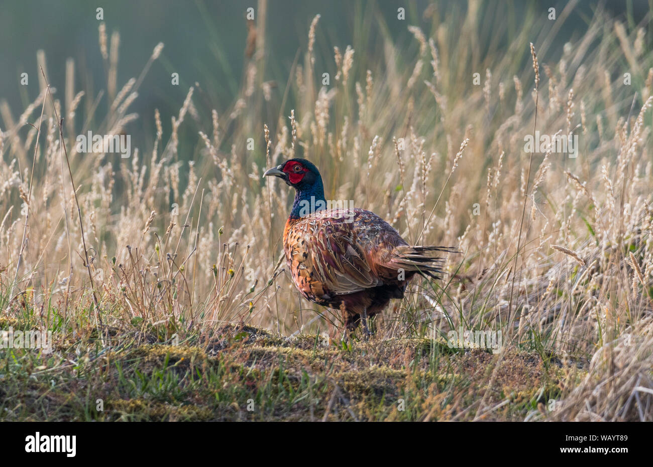 Faisan sur les terres vertes de Langeoog, Allemagne Banque D'Images