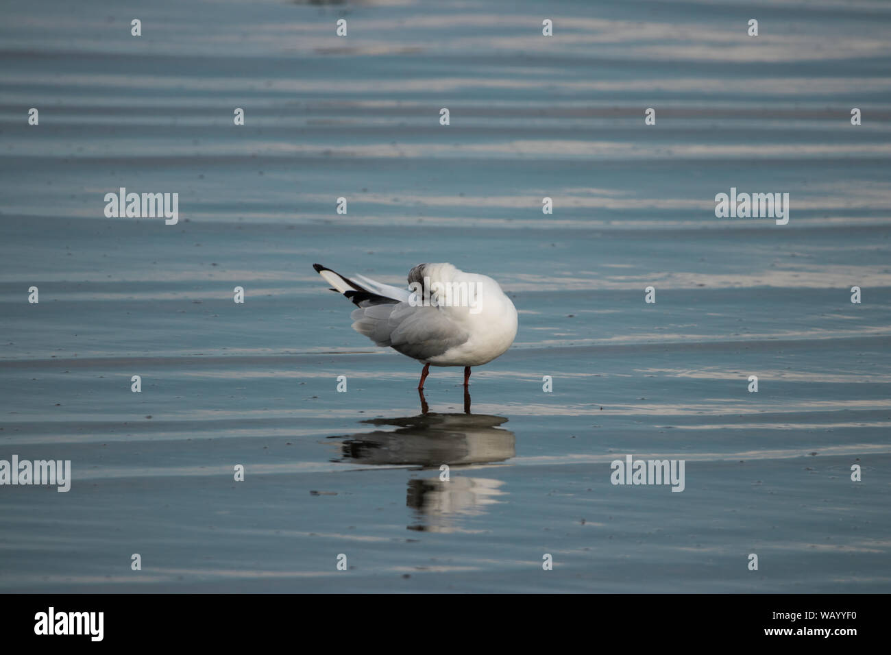 Un mouette endormie assise dans la mer du Nord dans un froid jour de printemps et à la recherche de nourriture Banque D'Images