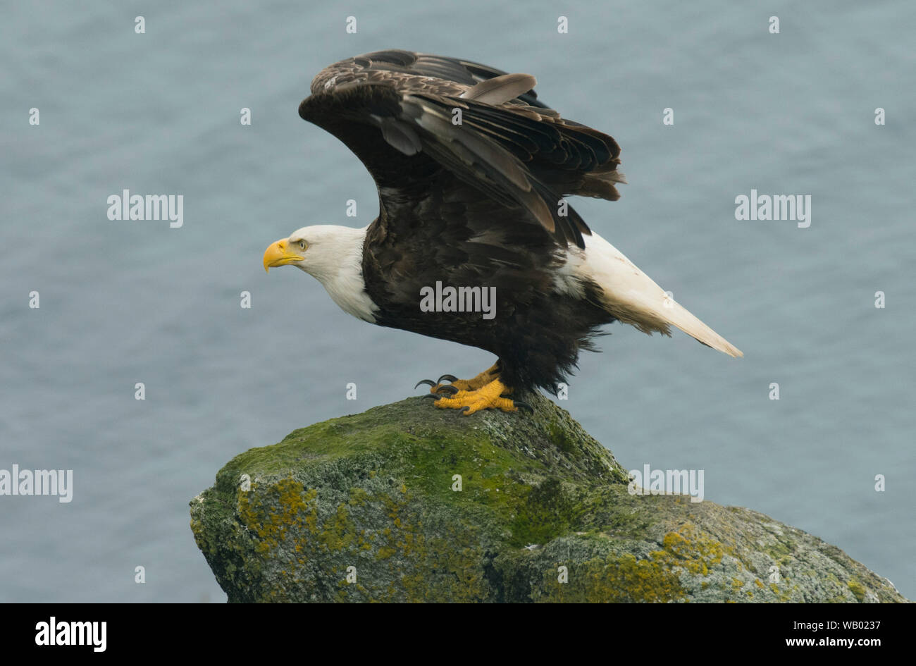 Pygargue à tête blanche (Haliaeetus leucocephalus), Adak Island Îles Aléoutiennes, Alaska, Banque D'Images