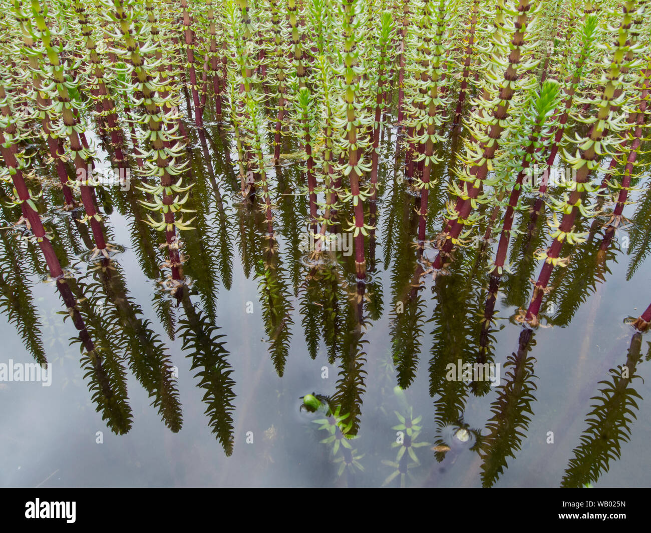 Mare's Tail (Hippuris vulgaris), plantes aquatiques (Haloragaceae) Adak Island, Îles Aléoutiennes, Alaska Banque D'Images