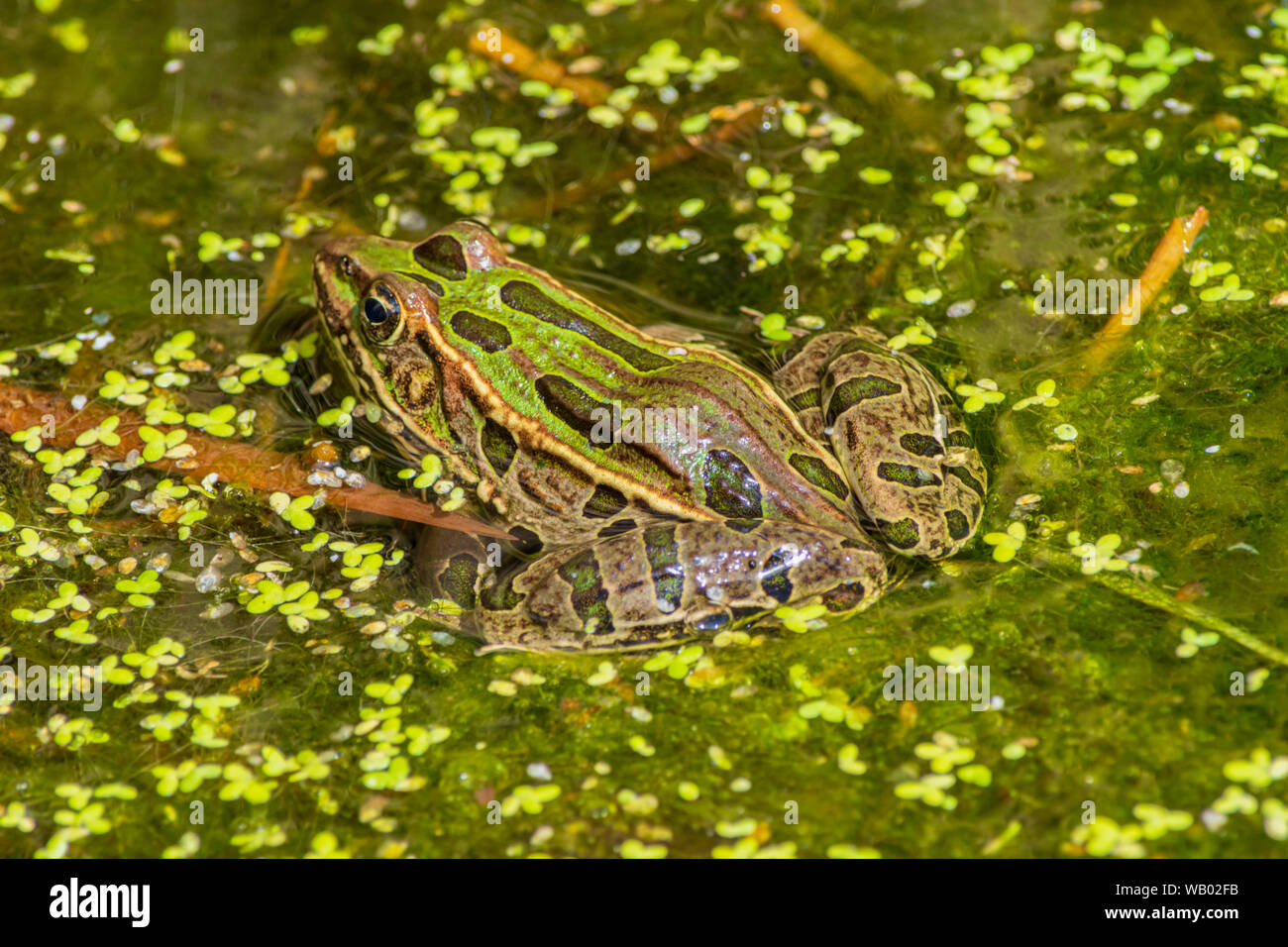 Adulte Plaines Leopard Frog- (Lithobates blairi- anciennement Rana blairi) se trouve dans le marais de queue de chat parmi les duckweed, Castle Rock Colorado USA. Banque D'Images Adulte Plaines Leopard Frog- (Lithobates blairi- anciennement Rana blairi) se trouve dans le marais de queue de chat parmi les duckweed, Castle Rock Colorado USA. Banque D'Images