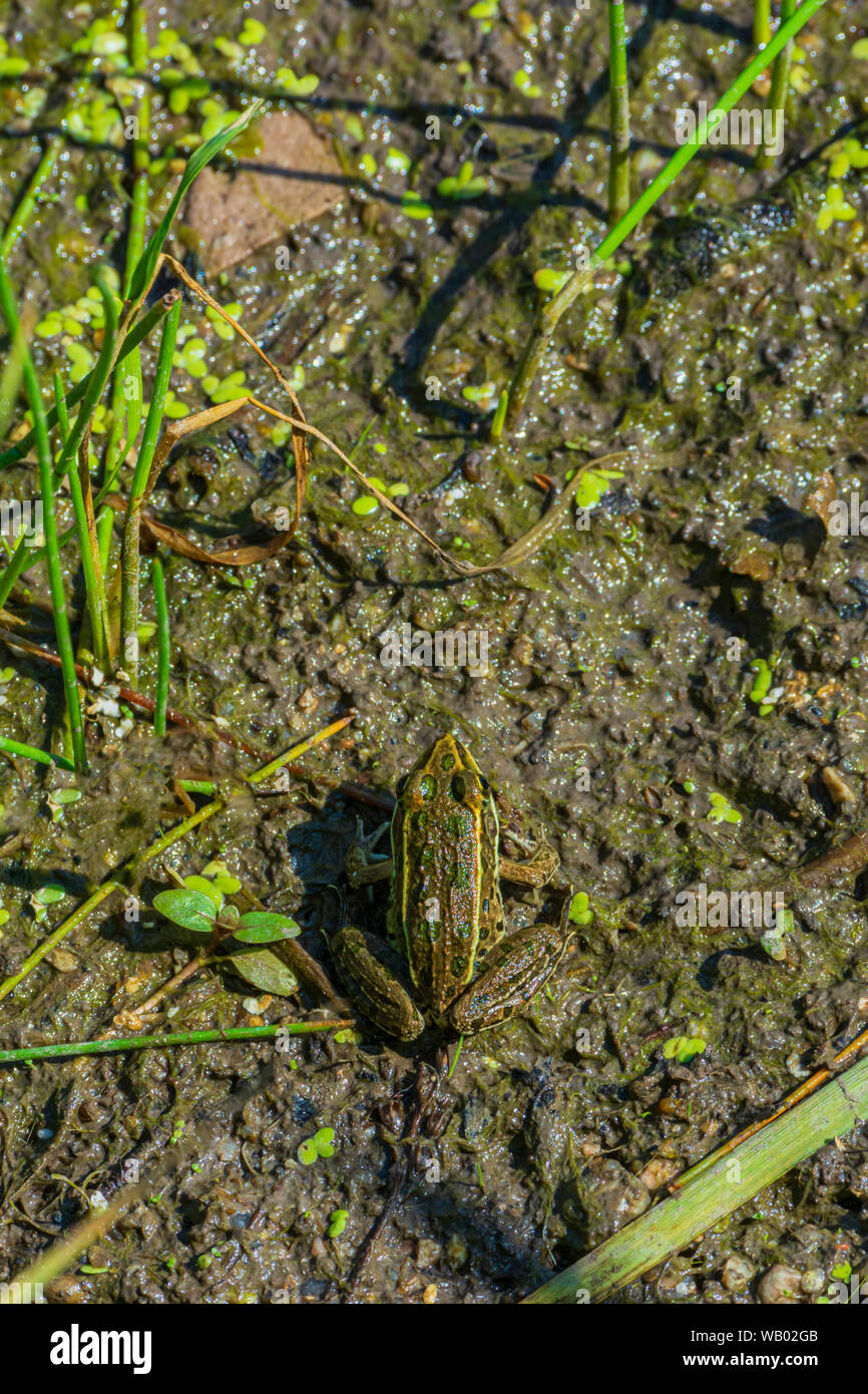 Vue aérienne de Tiny Plains Leopard Frog (Lithobates blairi - anciennement Rana blairi), assis à court de marais marécageux, Castle Rock Colorado USA. Banque D'Images