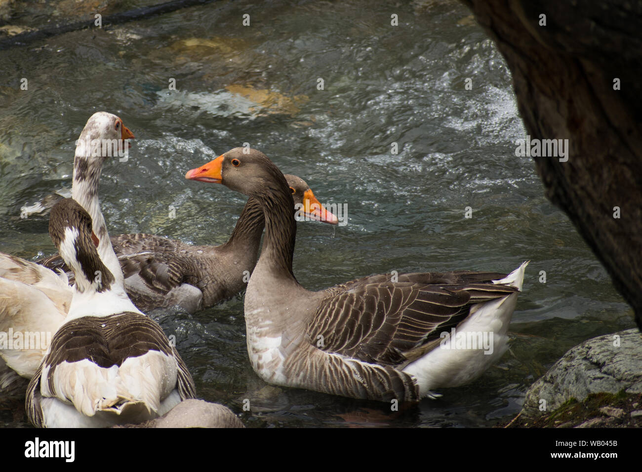 Groupe d'oies la natation dans l'eau froide de la rivière Banque D'Images