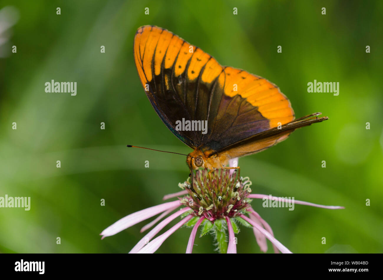 Diana Fritillary, Argynnis diana, mâle nectaring sur fleur pourpre pâle, Echinacea pallida Banque D'Images