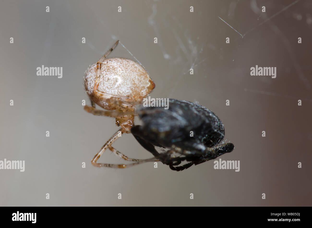 Cobweb Spider, Parasteatoda sp., se nourrissant de proies capturées Banque D'Images