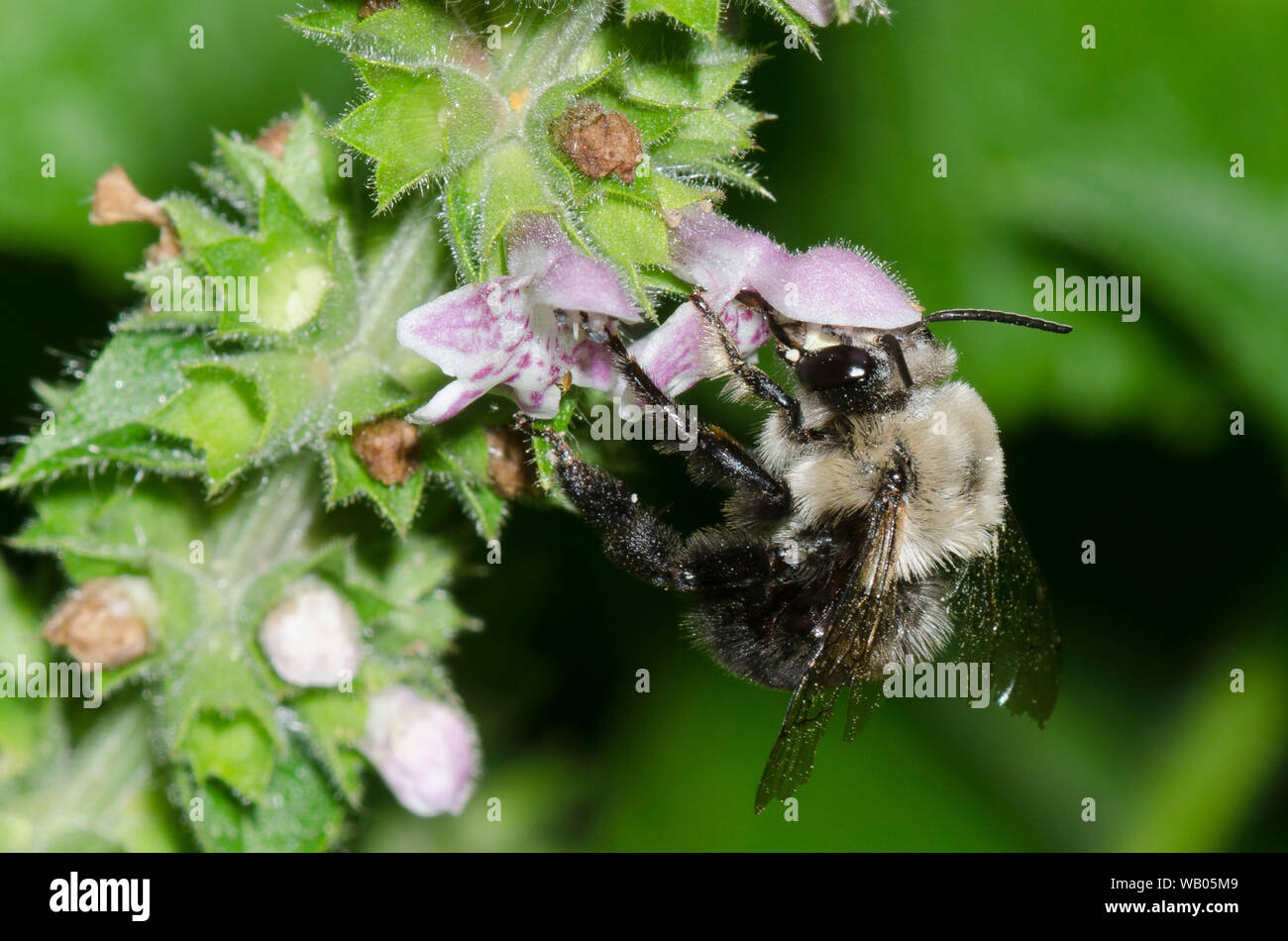 Digger Bee, Anthophora abrupta, qui se nourrissent de l'épiaire couverture Ouachita, Stachys iltisii Banque D'Images