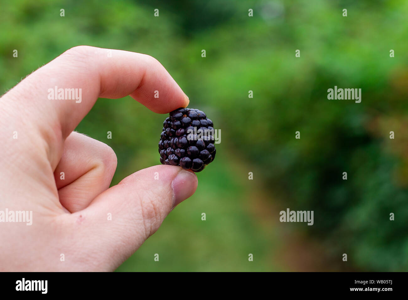 La tenue d'un black berry dans une main Banque D'Images