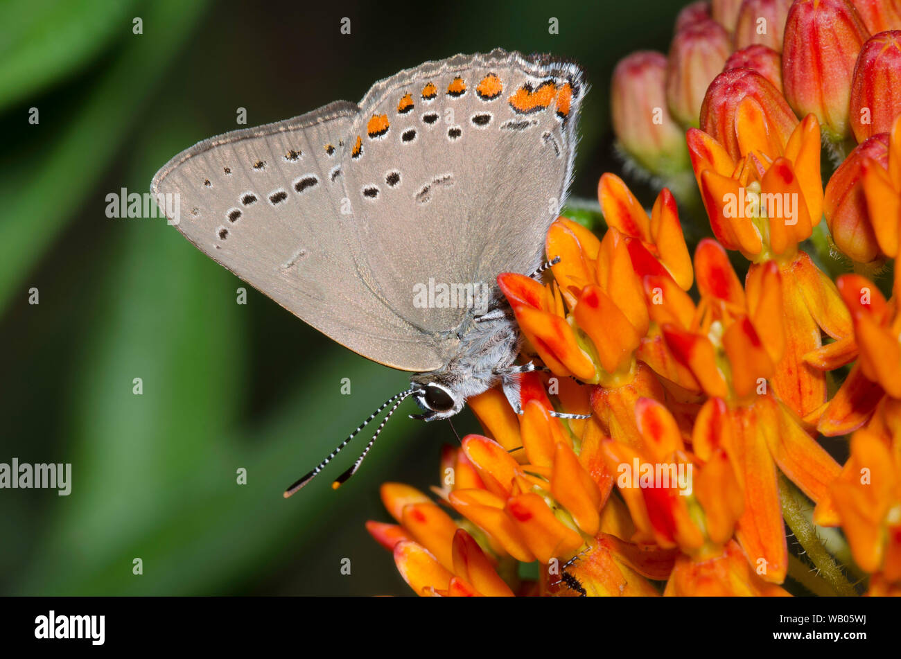 Coral Hairstreak, Satyrium Titus, nectar d'orange, de l'asclépiade (Asclepias tuberosa Banque D'Images