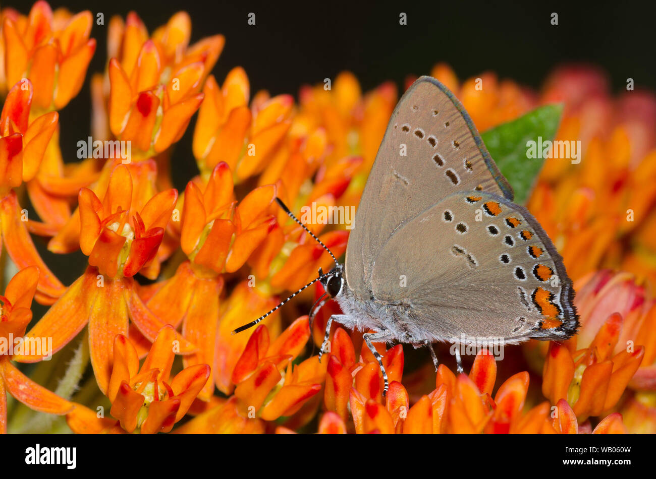 Coral Hairstreak, Satyrium Titus, nectar d'orange, de l'asclépiade (Asclepias tuberosa Banque D'Images