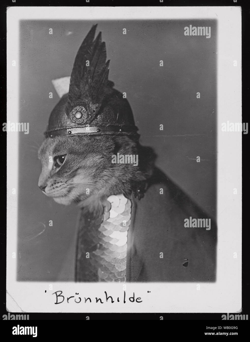 chat dans un chapeau Banque D'Images
