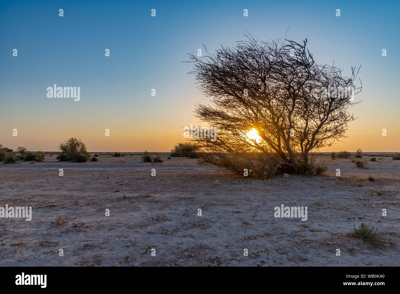 Silhouette d'un acacia avec perfect blue sky dans le désert du Qatar au coucher du soleil Banque D'Images