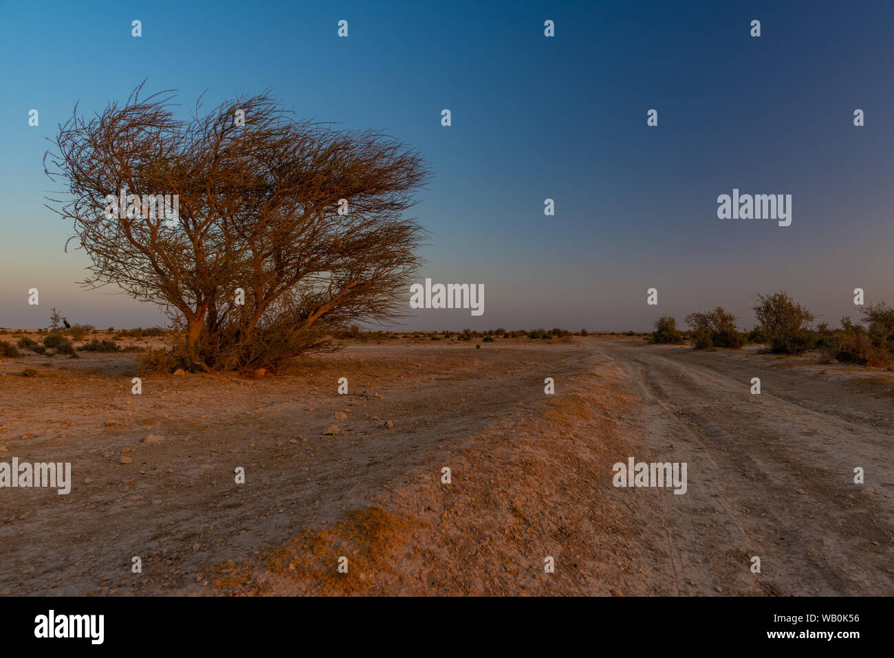 Acacia et road trail avec perfect blue sky dans le désert du Qatar au coucher du soleil Banque D'Images