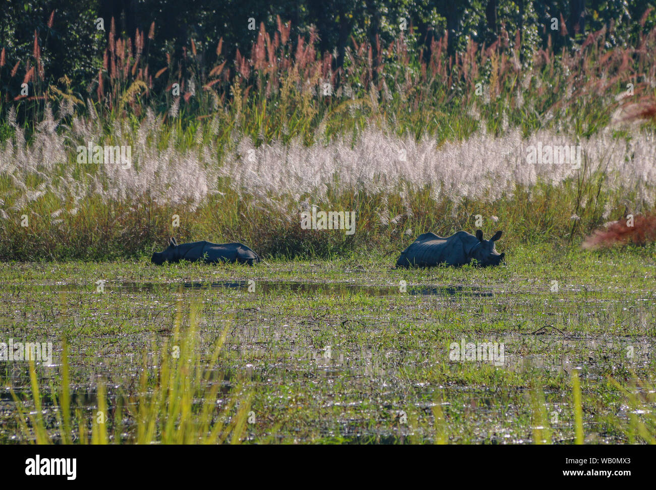 La famille de Rhino et patauger dans l'alimentation du lac, dans le parc national de Chitwan, Népal, Asie centrale Banque D'Images