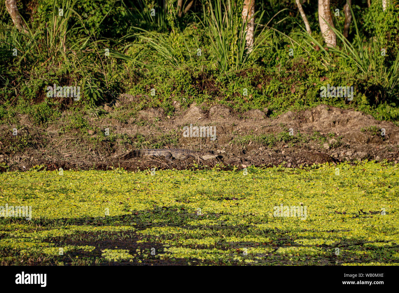 Camoflaged crocodile (Crocodylus palustris agresseur) sur les rives de la rivière Rapti dans le parc national de Chitwan, Népal, Asie centrale Banque D'Images