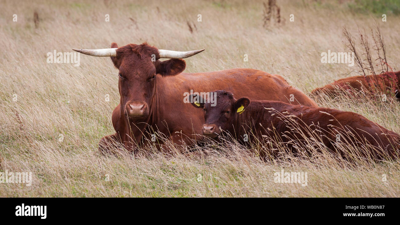 Vaches de rubis rouge Banque D'Images