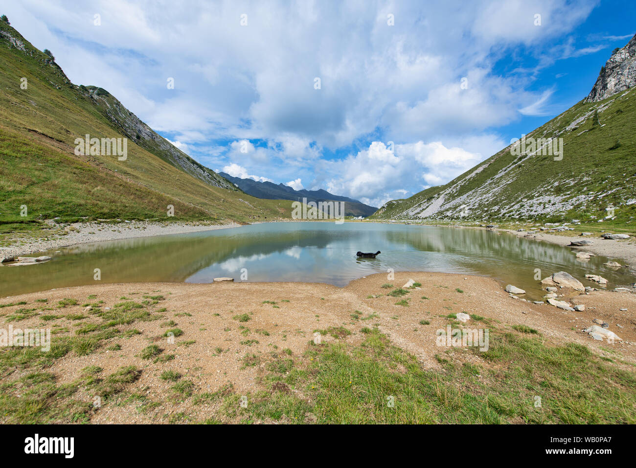 Chien de berger et étancher la soif de baignade dans un lac alpin Banque D'Images