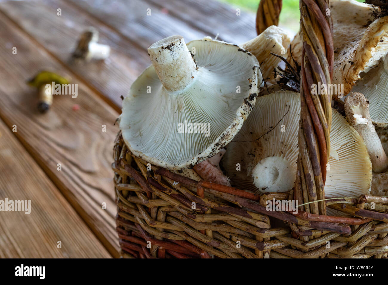 Les champignons du lait dans un panier de près, recueillies panier plein de champignons dans la forêt. Arrière-plan de champignons de près. Banque D'Images