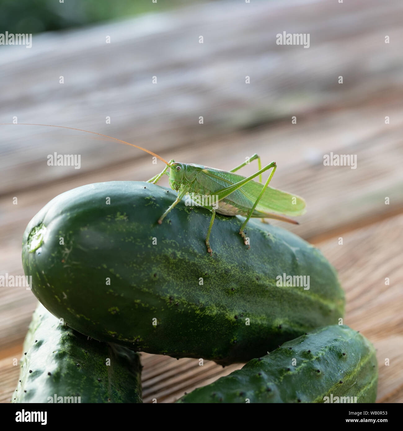 Insectes d'alimentation sur le concombre, le criquet pèlerin ou criquet sauterelle Banque D'Images