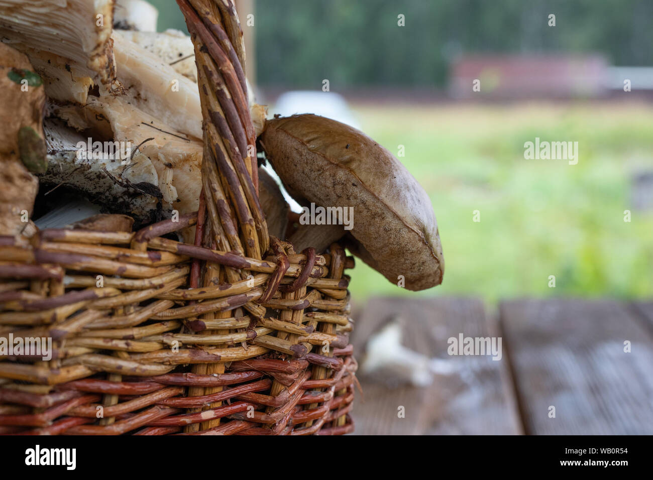 Boletus avec chapeau brun ou champignons dans un panier de près, recueillies panier plein d'arrière-plan de champignons. Banque D'Images