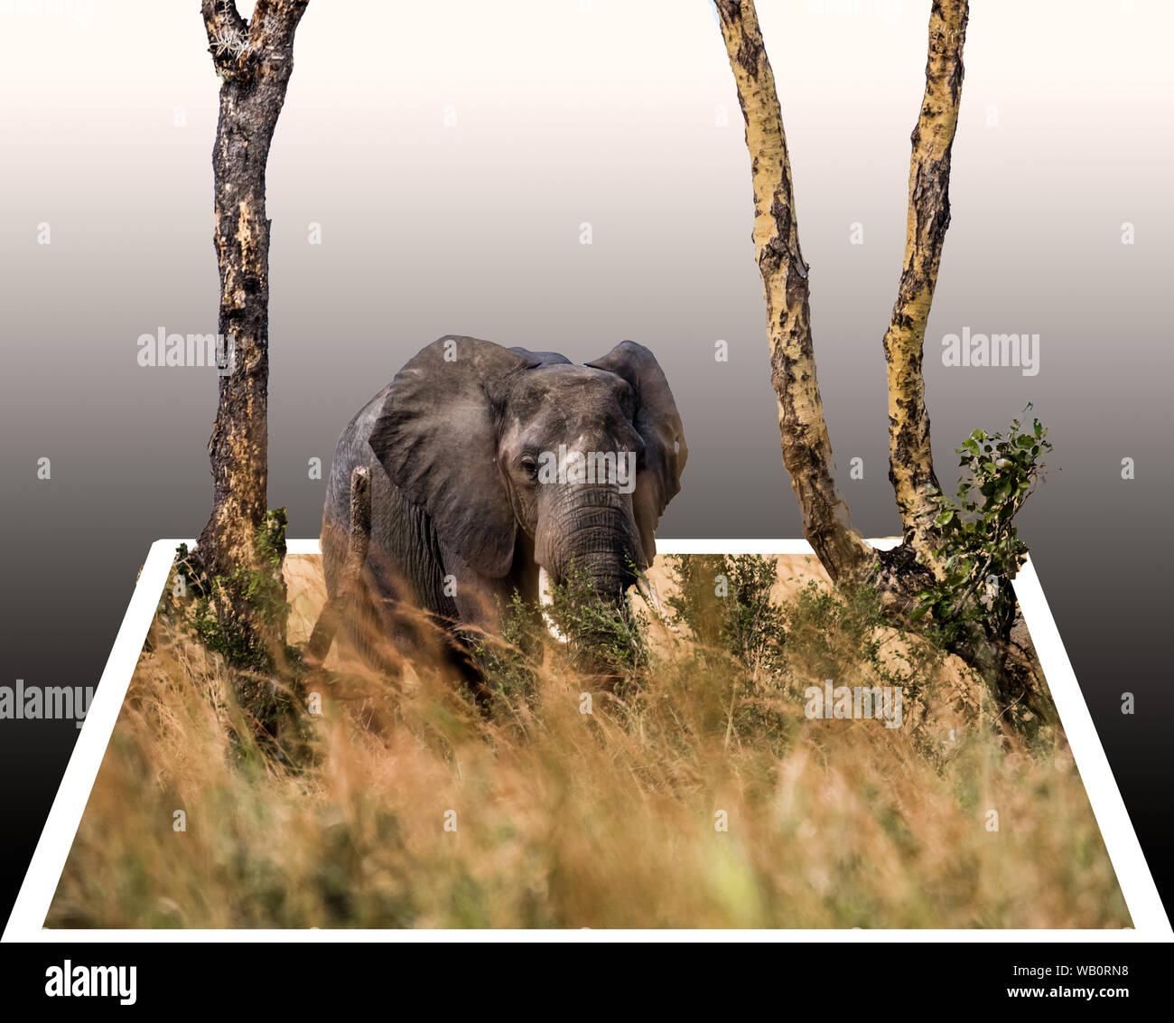 Photo style polaroïd 3D de l'éléphant au Tanazia safari dans l'herbe haute entre deux arbres Banque D'Images