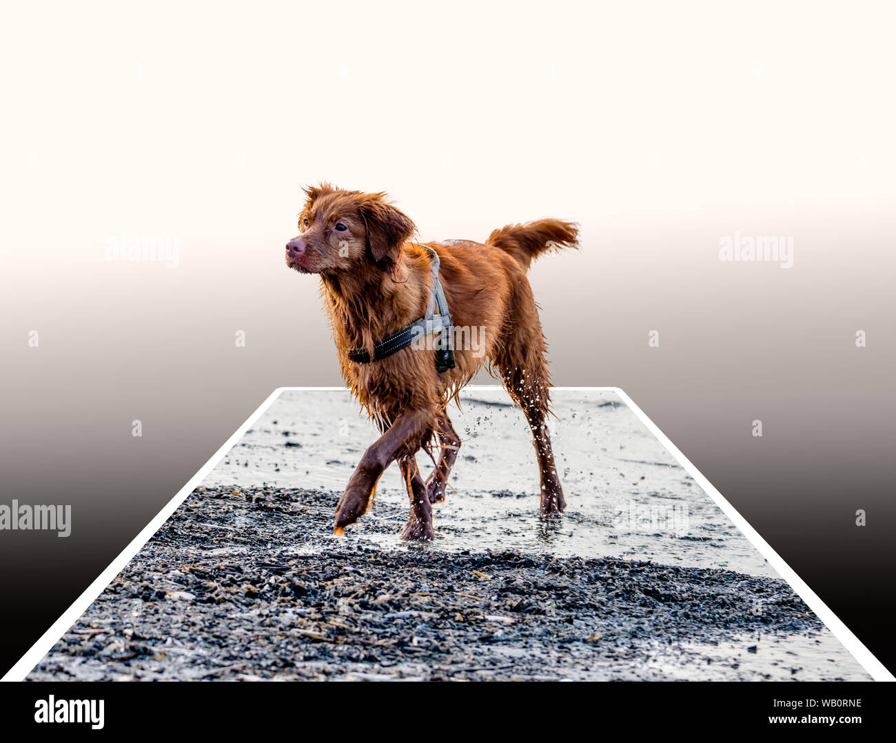 Heureux brown chien qui court sur la plage couper nos pour polaroid style avec gradient background Banque D'Images