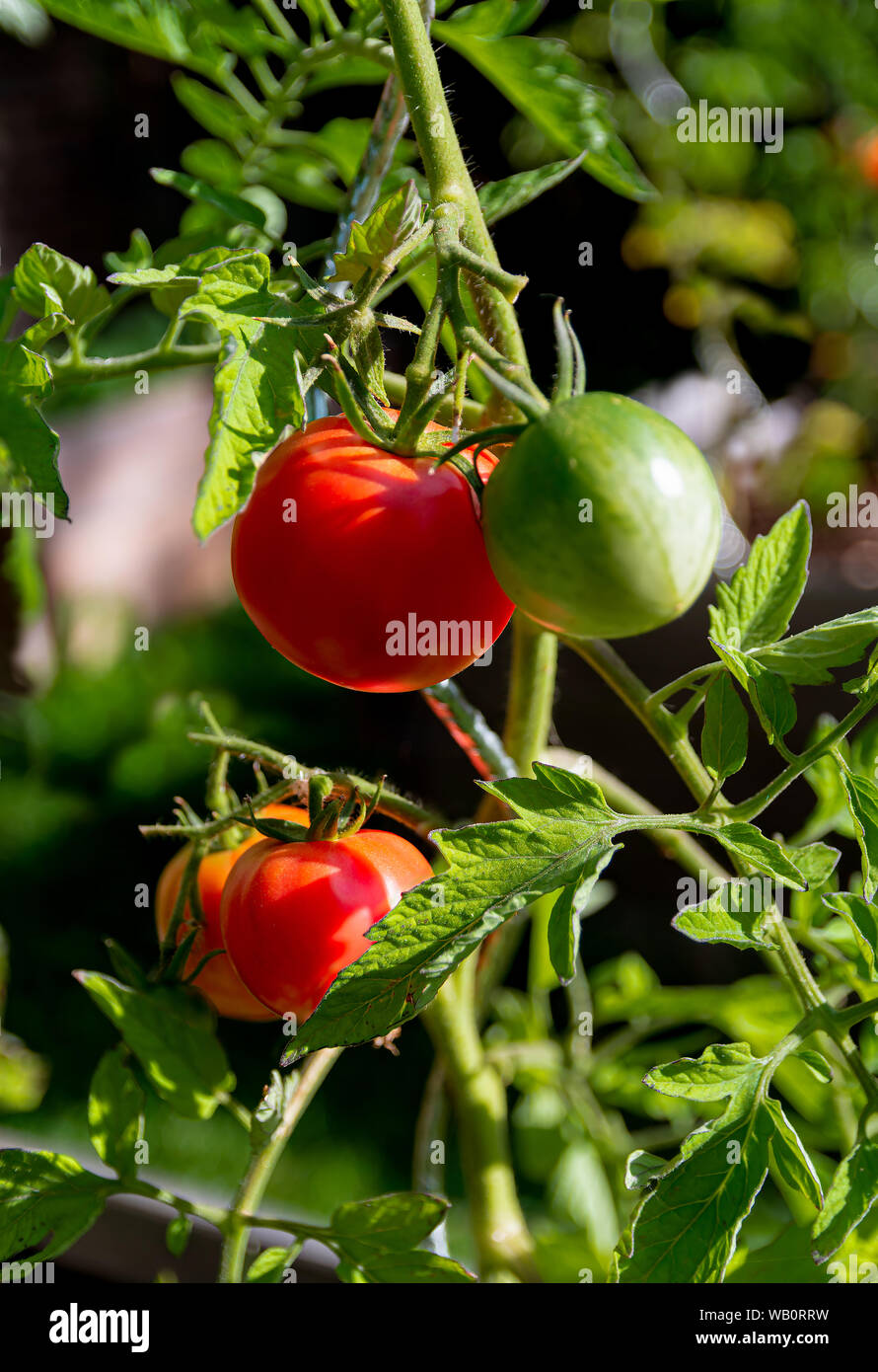 Les tomates rouges et verts de 'rose de Berne' sous le soleil de la cuisine jardin Banque D'Images