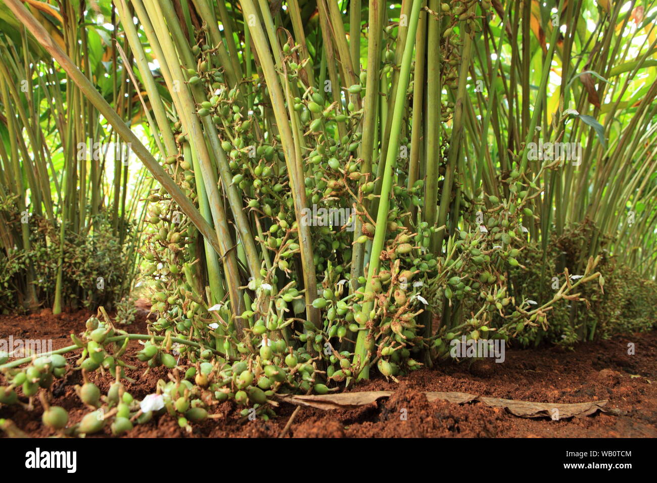 Gousses de cardamome vertes et vert dans l'usine, Kerala, Inde. Banque D'Images