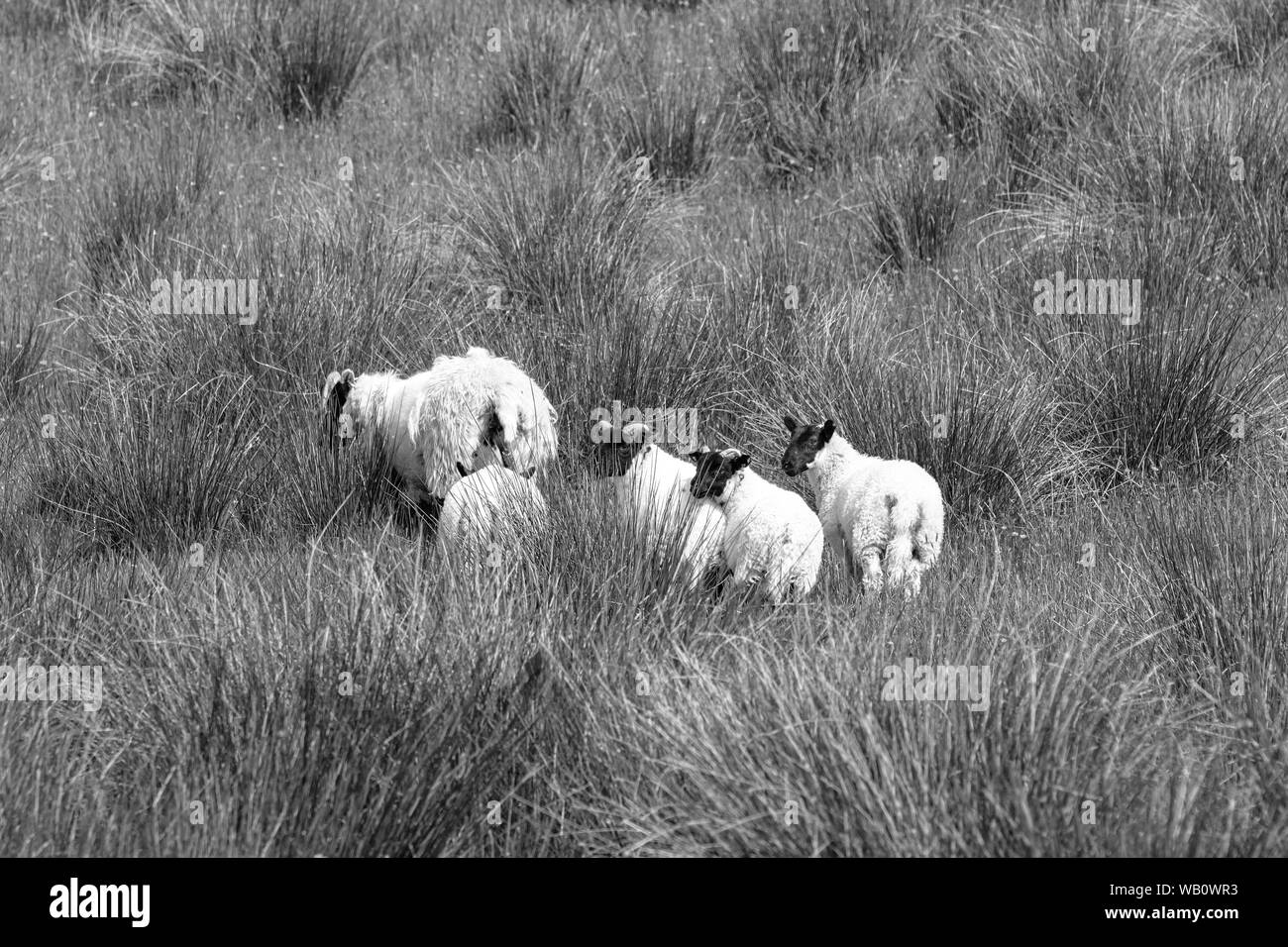 Les terres agricoles de l'Ayrshire avec de jeunes agneau sur pente gazonnée sur la colline au-dessus de largs Banque D'Images