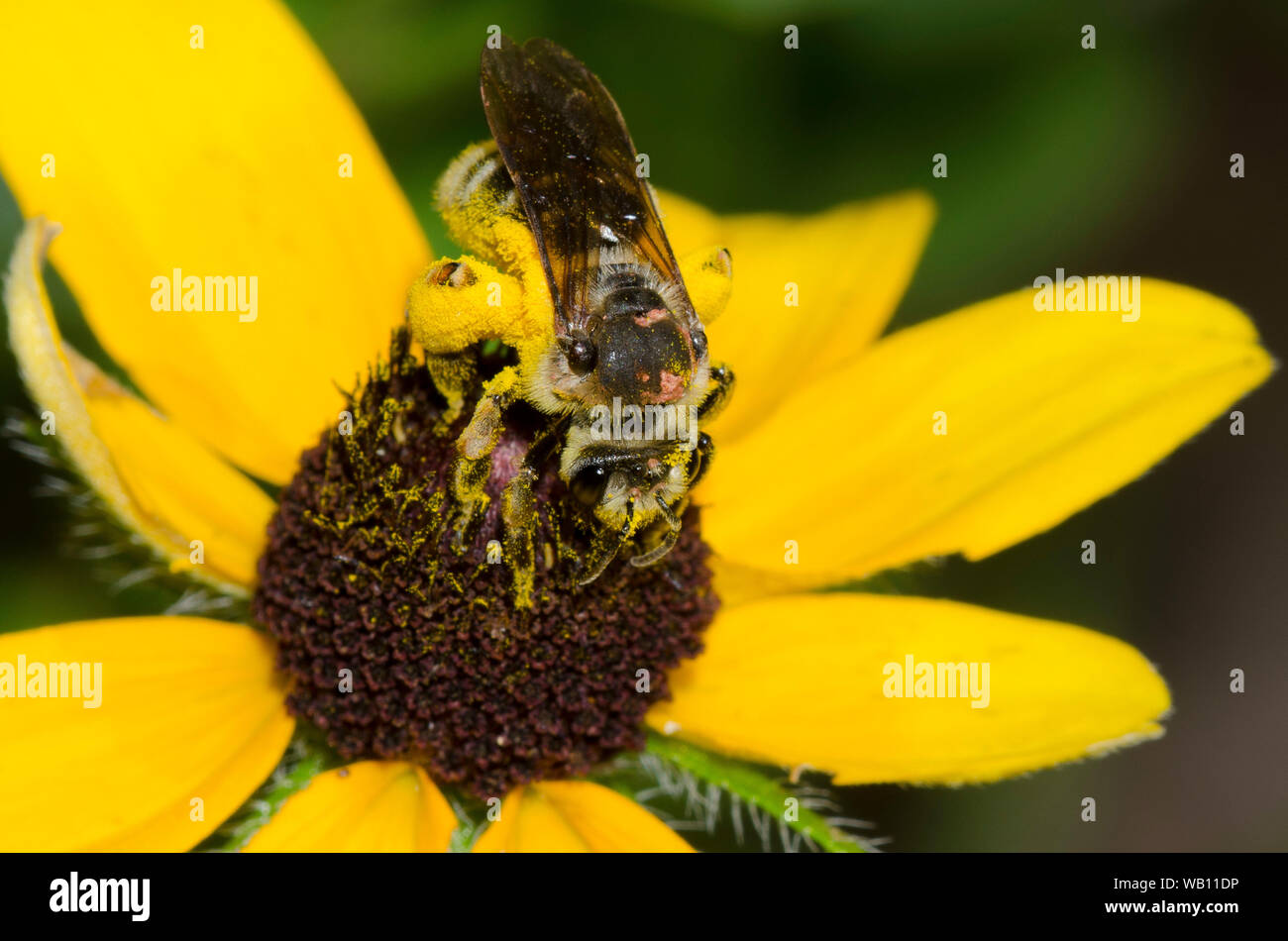 Coneflower Miner, Andrena rudbeckiae, sur black-eyed Susan, Rudbeckia hirta Banque D'Images