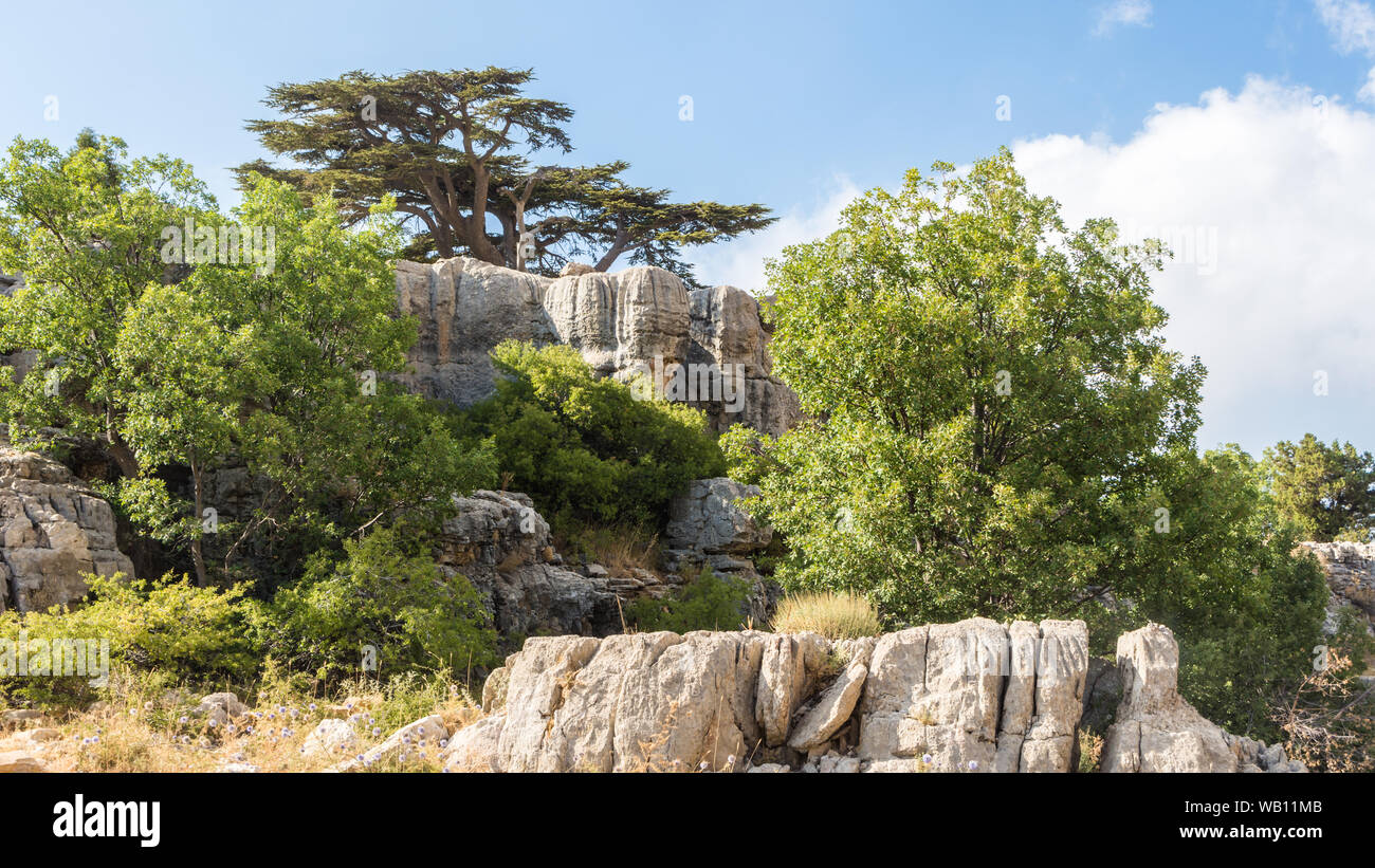 Réserve naturelle de la forêt de cèdre Tannourine, Liban Banque D'Images