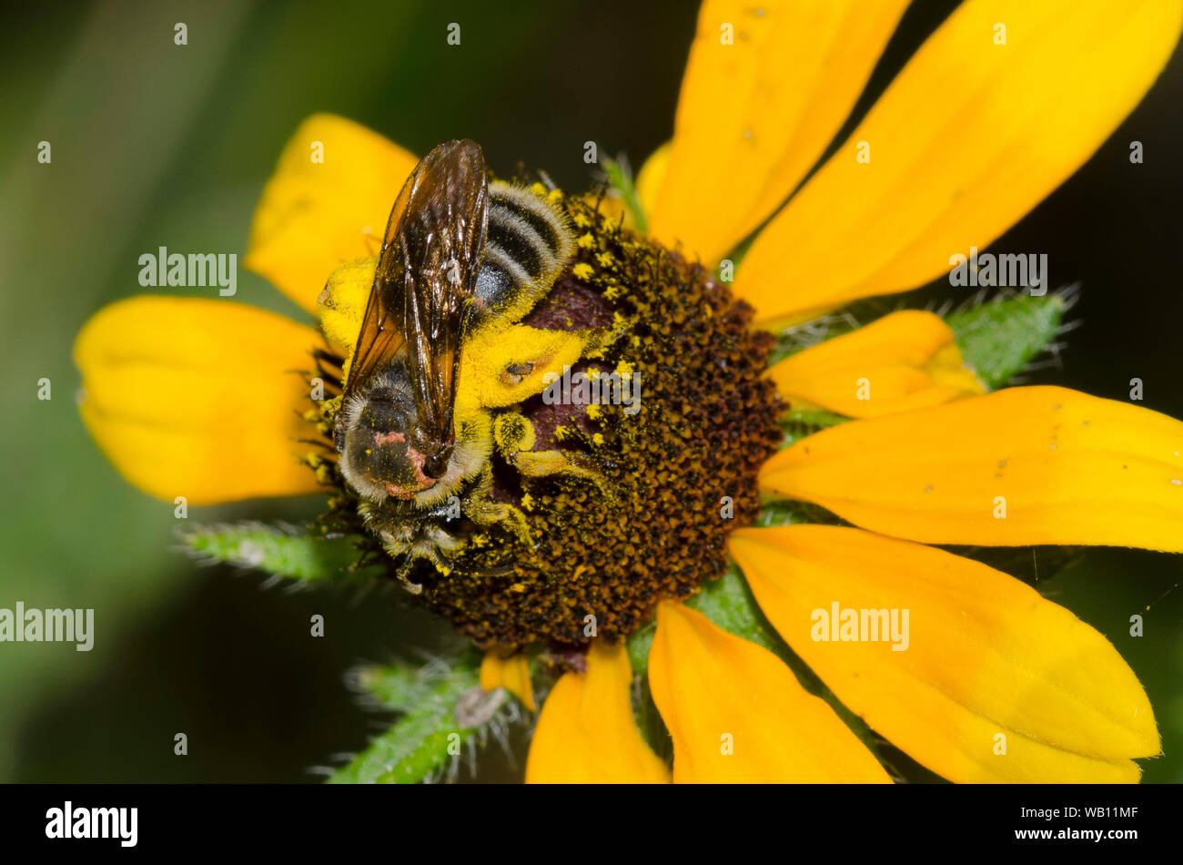 Coneflower Miner, Andrena rudbeckiae, sur black-eyed Susan, Rudbeckia hirta Banque D'Images