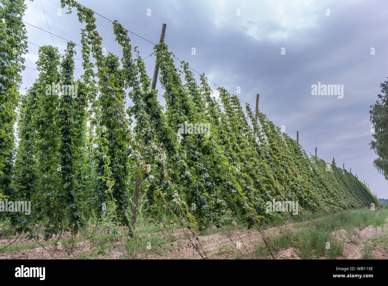 Gros plants de houblon dans une cour de houblon cultivé pour la production de bière ingrédient. Image horizontale Banque D'Images