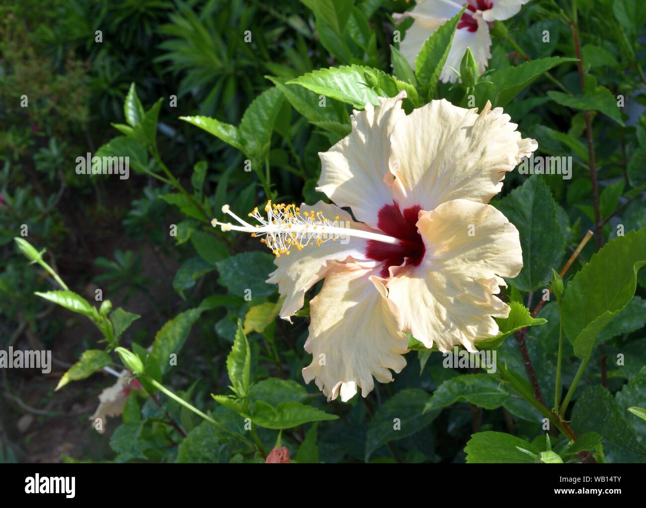 Motif rouge sur les pétales de fleurs d'Hibiscus blanc avec fond vert naturel , fleur tropicale fleurit et révéler le pollen jaune Banque D'Images