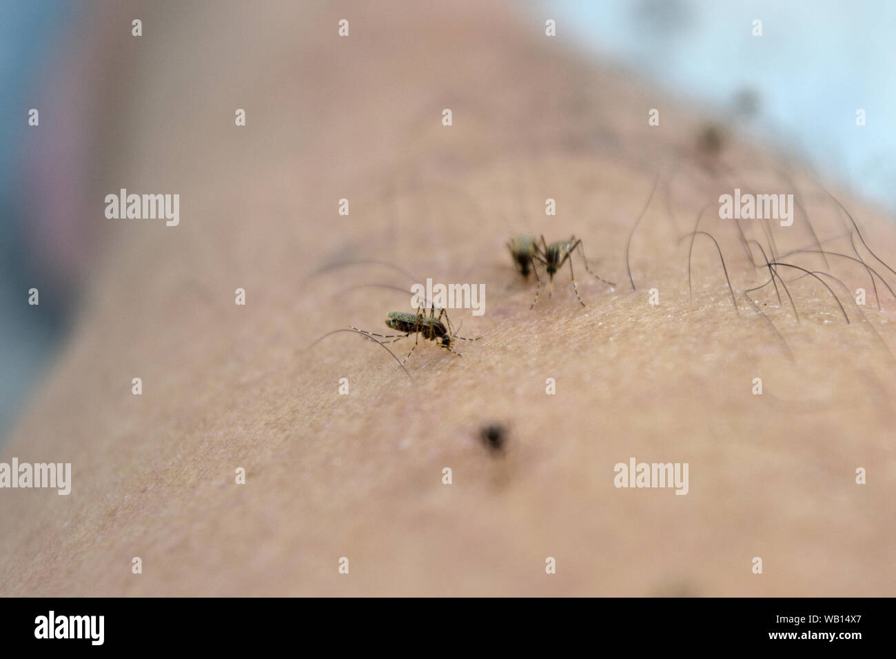 La peau de la jambe humaine avec de multiples moustiques suçant le sang Banque D'Images