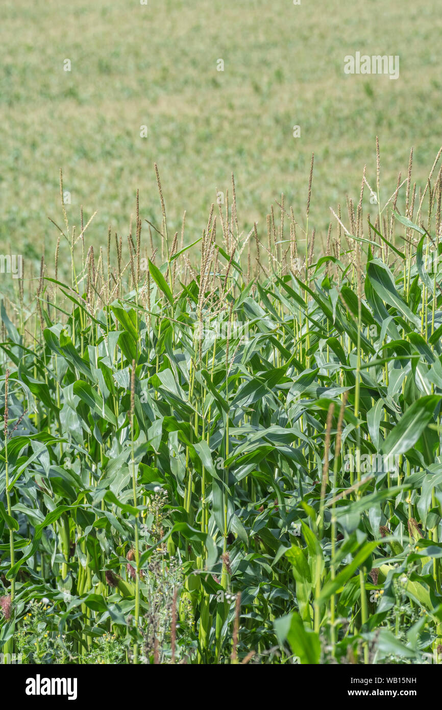 Maïs Maïs / / Zea mays de plus en champ de Cornwall. Panicules de fleurs mâles. Maïs doux en pleine croissance au Royaume-Uni. Banque D'Images