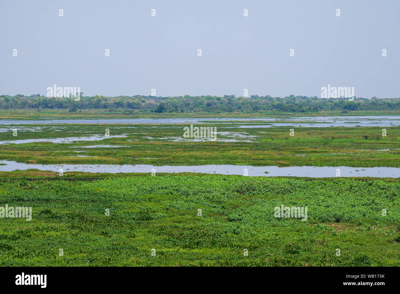 Paysage du Pantanal, au Brésil. Pantanal est la plus grande zone humide tropicale. Banque D'Images