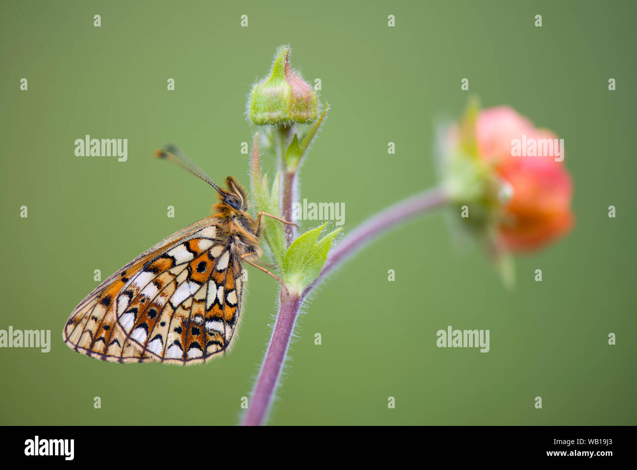 Petite perle-bordé fritillary Banque D'Images